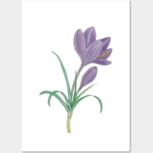 Crocus Posters and Art